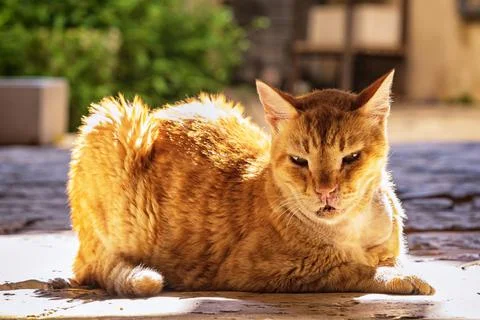 A ginger cat basking in the sun Stock Photos