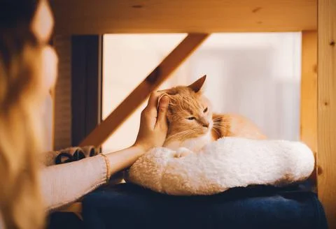 A ginger cat, basking in the warmth of her owner's tender caresses. The scene Stock Photos
