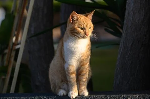 Ginger cat basks in the sun in winter in Cyprus 7 Stock Photos