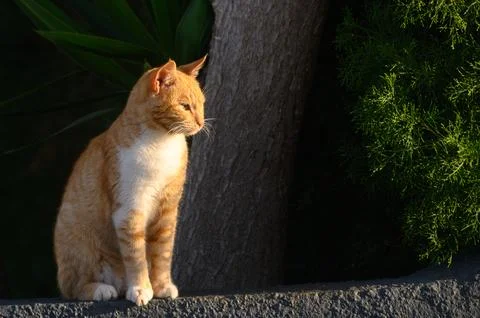 Ginger cat basks in the sun in winter in Cyprus 9 Stock Photos