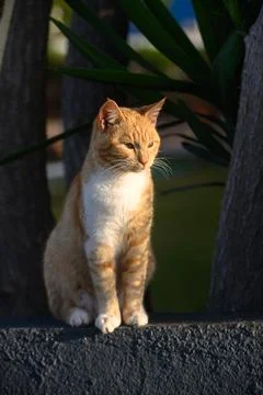 Ginger cat basks in the sun in winter in Cyprus4 Stock Photos