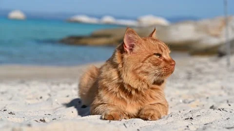 Ginger cat on the beach, sea on the background in Greece Stock Footage 170528873