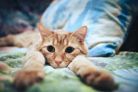 Ginger Cat on the Bed Foto stock