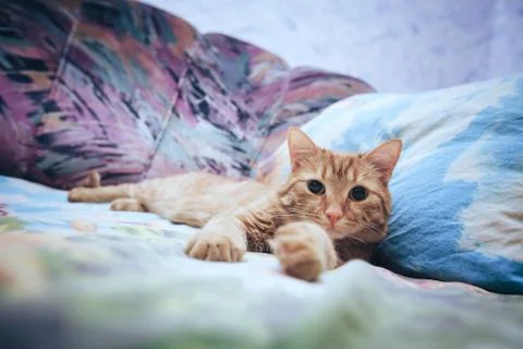 Ginger Cat on the Bed Foto stock