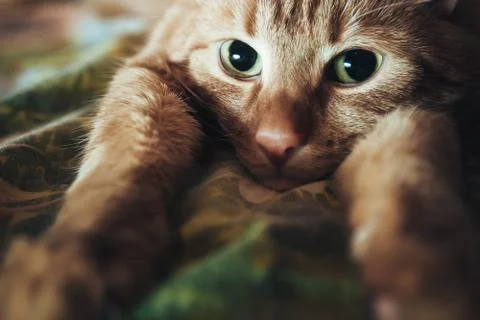 Ginger Cat on the Bed Stock Photos