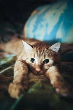 Ginger Cat on the Bed Stock Photos