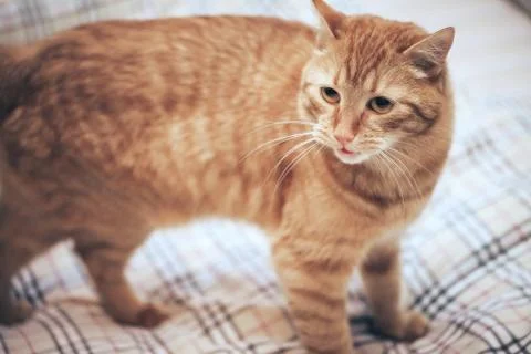 Ginger Cat on the Bed Stock Photos