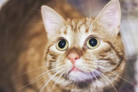 Ginger Cat on the Bed Stock Photos