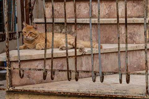 Ginger Cat Behind Bars 스톡 사진