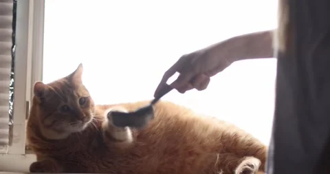 Ginger cat being brushed by owner near window with bright natural light Stock Footage 339066498