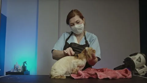 Ginger cat being combed by a groomer Stock Footage 320466441