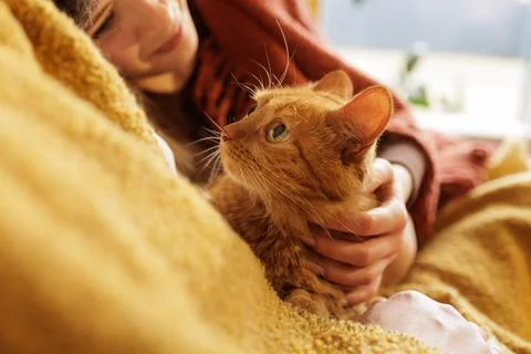 Ginger cat being held and petted on blanket close up home pet care bonding Stock Photos
