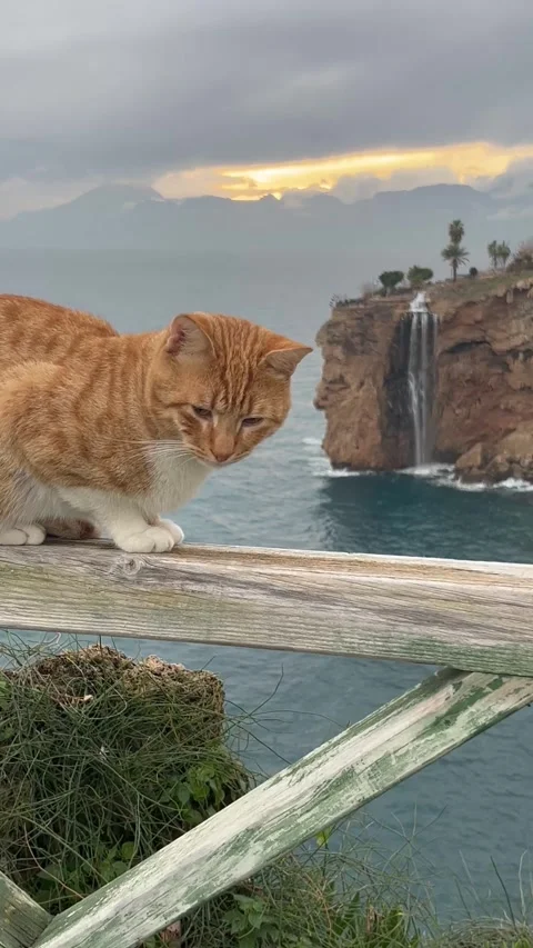 Ginger cat on a bench with sea background Stock Footage 337190123