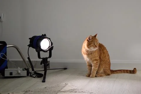 Ginger cat beside studio lighting equipment Stock Photos