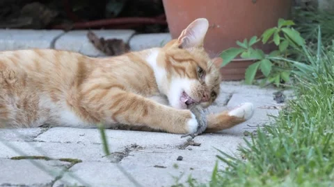 Ginger Cat Bites Dead Mouse's Head And Plays With It Vídeos de archivo 139452210