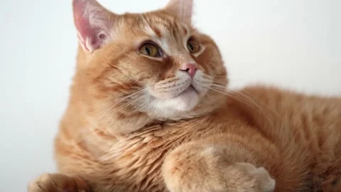 Ginger cat blinks and licks its lips, close-up, selective focus. Slow motion Stock Footage 166903515