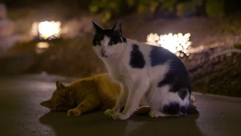 Ginger cat bonding with a black and white cat at night in 4k slow motion 120fps 스톡 동영상 265058625