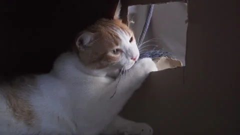 Ginger Cat In A Box Playing With cord. Stock Footage 140247907