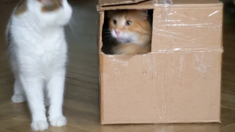 Ginger cat in a box playing with a white cat Stock Footage 81856560