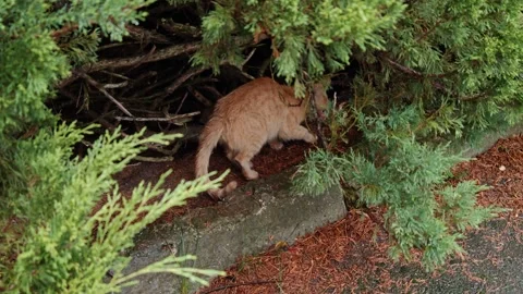 A ginger cat in the bushes 스톡 동영상 318615063