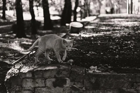A ginger cat captured in monochrome, standing on a stone wall in a park Foto stock