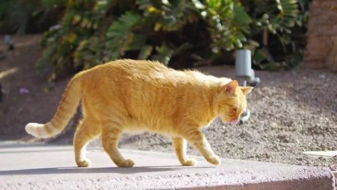 Ginger cat casually exploring a sunny outdoor area in 4k slow motion 120fps Stock Footage 265058187