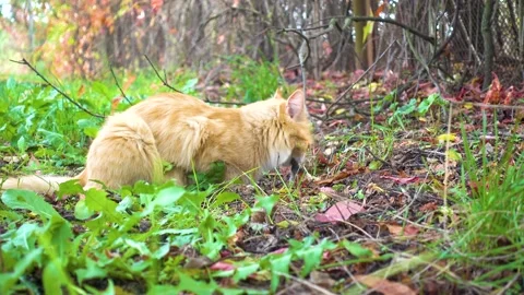 Ginger cat caught a mouse and eats 스톡 동영상 142329449