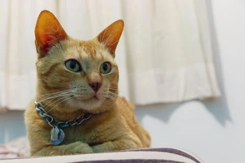 Ginger cat with chain collar Stock Photos