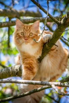 Ginger cat in cherry tree in spring looking at the camera Stock Photos