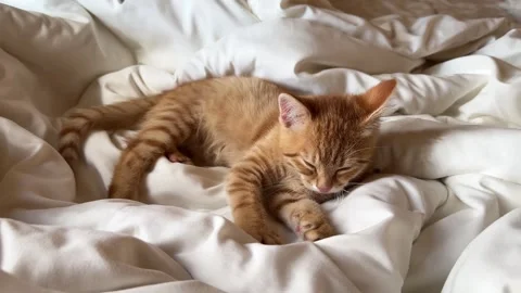 Ginger cat child with closed eyes kneading paws in white bedding Stock Footage 316607918