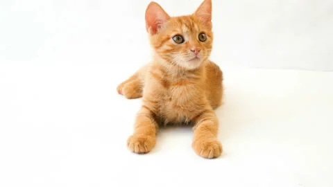 Ginger cat is citting and playing on white background Video stock 96170082