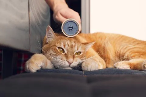 The ginger cat is cleaned with duct tape for Stock Photos