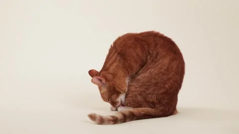 Ginger cat cleaning fur on studio background Stock Footage 318079428