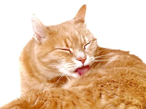 Ginger cat cleaning herself 写真素材