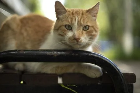 Ginger cat close-up. Cat on bench. Pet on street. Stock Photos