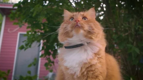 The ginger cat close up Stock Footage 161768582