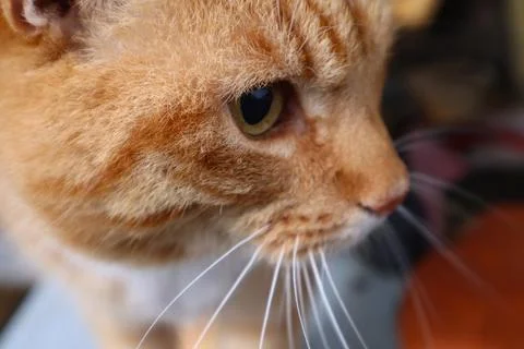 Ginger cat close up of head Stock Photos
