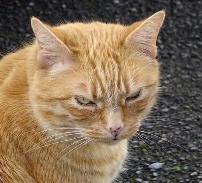 Ginger Cat Up Close Stock Photos