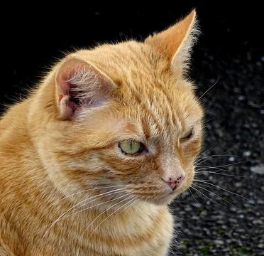 Ginger Cat Up Close Stock Photos