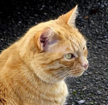Ginger Cat Up Close Stock Photos