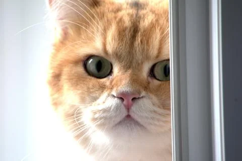 Ginger cat close-up Foto stock