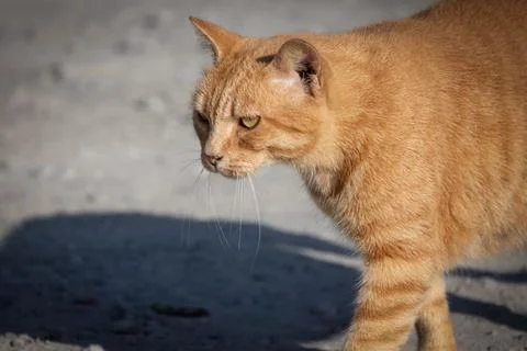 Ginger cat, close-up, walking on a path Stock Photos