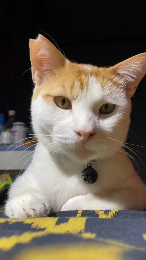 Ginger cat closeup Stock Footage 308914970