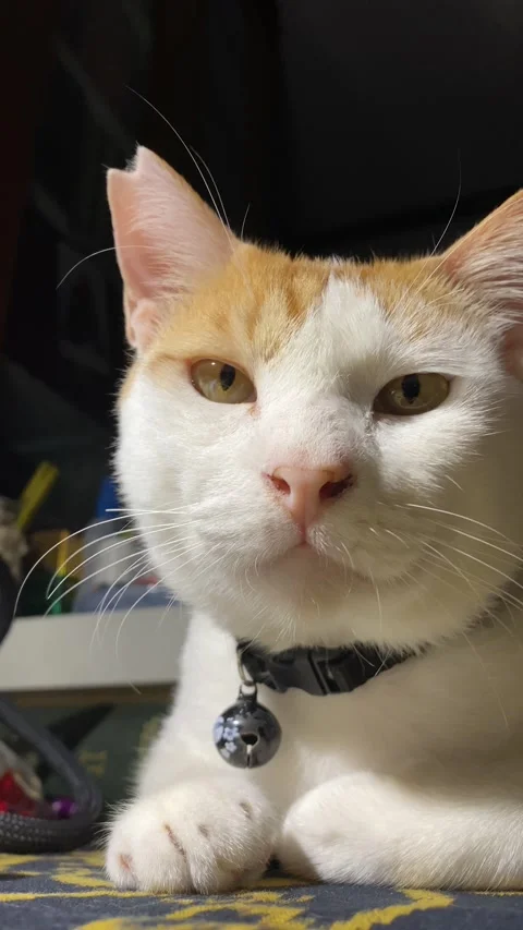 Ginger cat closeup Stock Footage 308914987