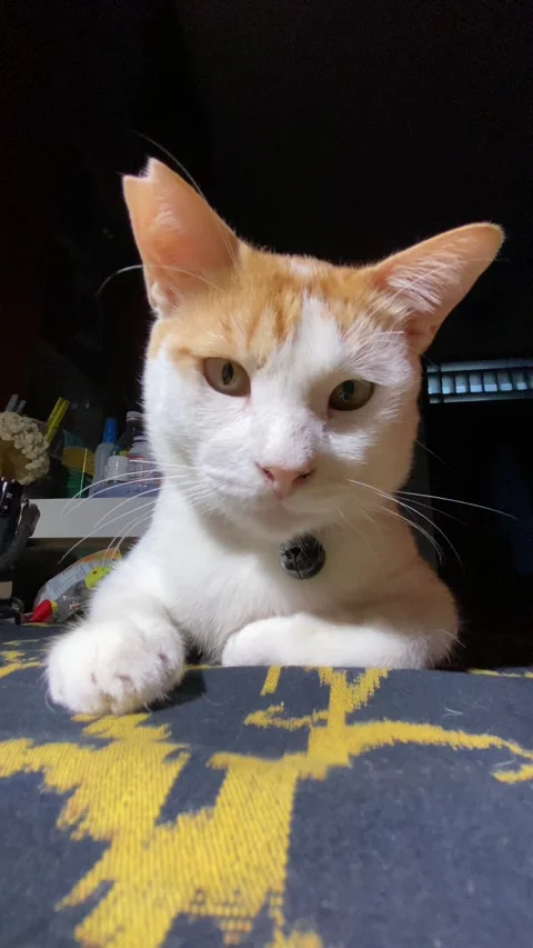 Ginger cat closeup Stock Footage 308915019