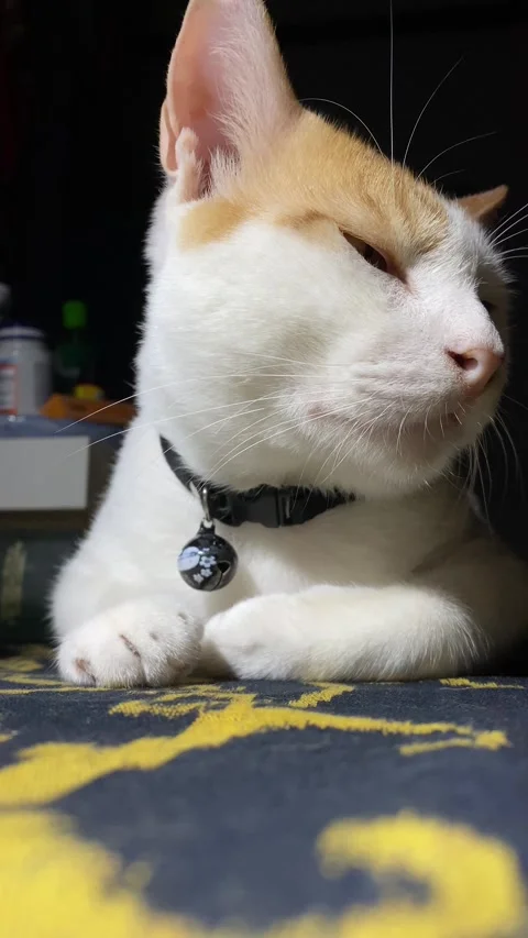 Ginger cat closeup Stock Footage 308917814