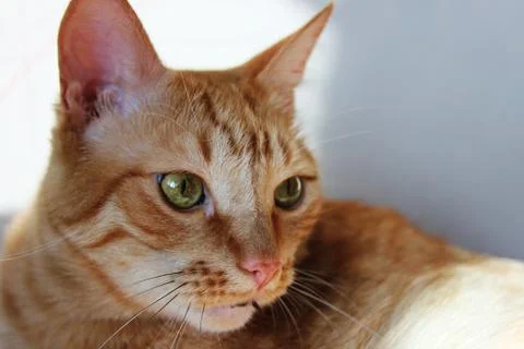 The ginger cat. Closeup Stock Photos