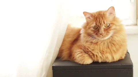 Ginger Cat Closing His Eyes And Try To Sleep Stock Footage 96237213