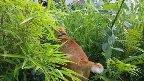 Ginger cat with collar and short tail explores in high grass, shot from behind Stockbeeldmateriaal 78695547