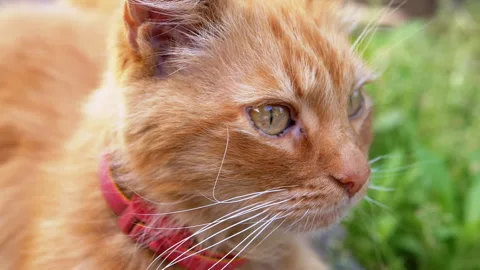 Ginger Cat in a Collar Stock Footage 293200130
